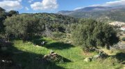 Kalo Chorio MIT VIDEO: Kreta, Kalo Chorio: Großes ländliches Baugrundstück mit Meerblick zu verkaufen Grundstück kaufen